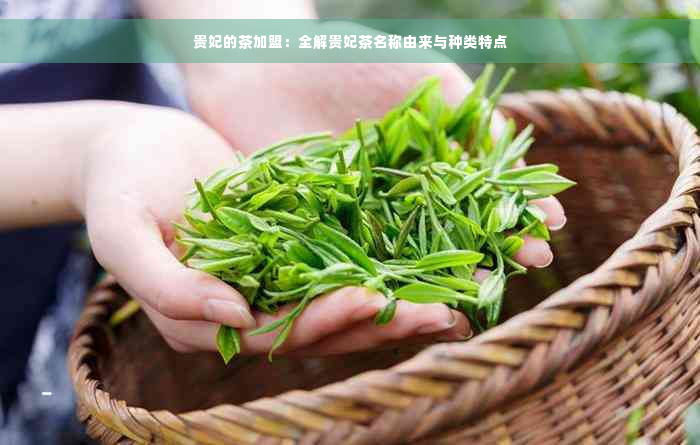 贵妃的茶加盟：全解贵妃茶名称由来与种类特点