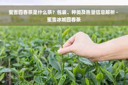 蜜雪四春茶是什么茶？包装、种类及热量信息解析 - 蜜雪冰城四春茶