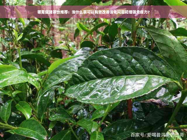 暖胃健脾茶饮推荐：泡什么茶可以有效改善消化问题和增强免疫力？