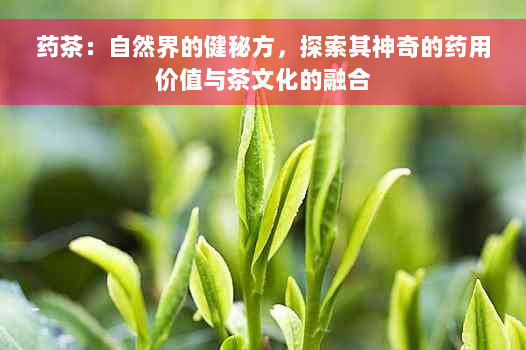 药茶：自然界的健秘方，探索其神奇的药用价值与茶文化的融合