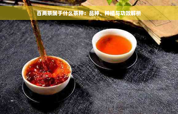 百两茶属于什么茶种：品种、种植与功效解析