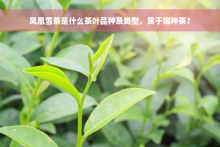 凤凰雪茶是什么茶叶品种及类型，属于哪种茶？