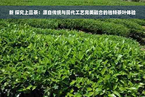 新 探究上品茶：源自传统与现代工艺完美融合的独特茶叶体验