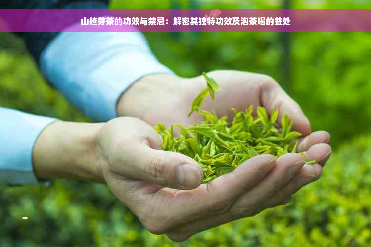 山楂芽茶的功效与禁忌：解密其独特功效及泡茶喝的益处