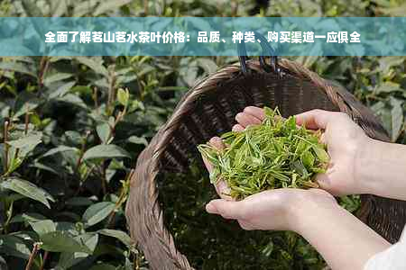 全面了解茗山茗水茶叶价格：品质、种类、购买渠道一应俱全