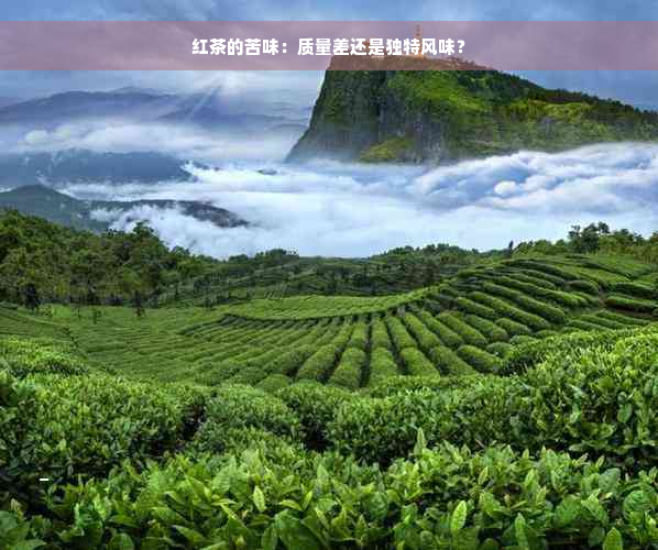 红茶的苦味：质量差还是独特风味？