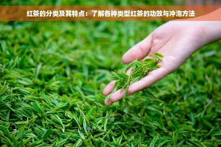 红茶的分类及其特点：了解各种类型红茶的功效与冲泡方法