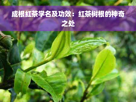 成根红茶学名及功效：红茶树根的神奇之处