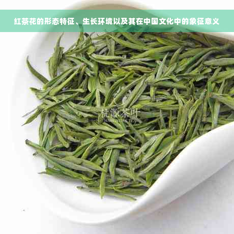 红茶花的形态特征、生长环境以及其在中国文化中的象征意义