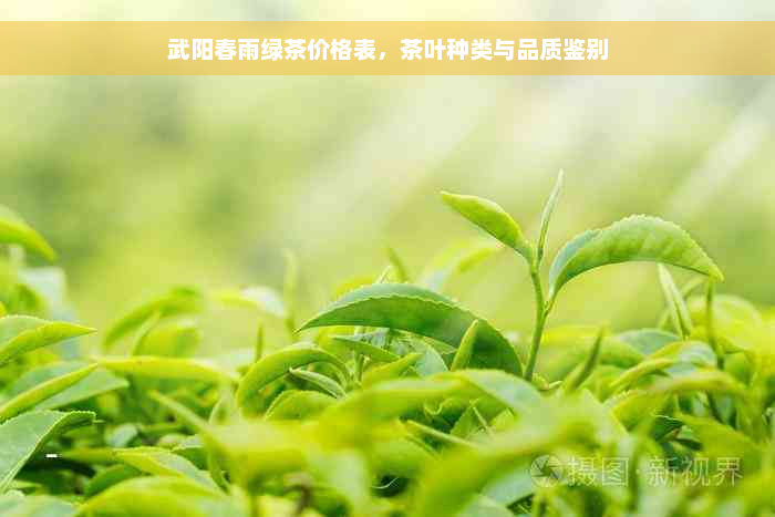 武阳春雨绿茶价格表，茶叶种类与品质鉴别