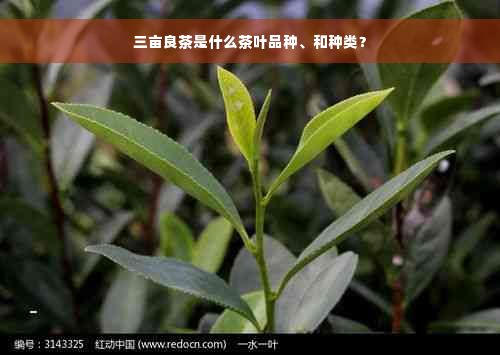 三亩良茶是什么茶叶品种、和种类？