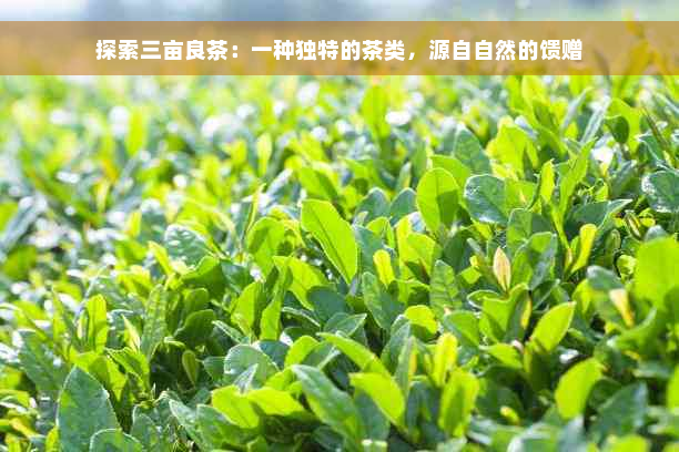 探索三亩良茶：一种独特的茶类，源自自然的馈赠