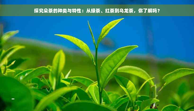 探究朵茶的种类与特性：从绿茶、红茶到乌龙茶，你了解吗？