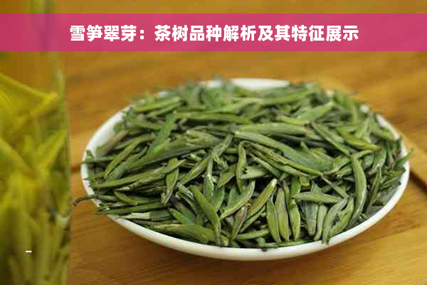 雪笋翠芽：茶树品种解析及其特征展示