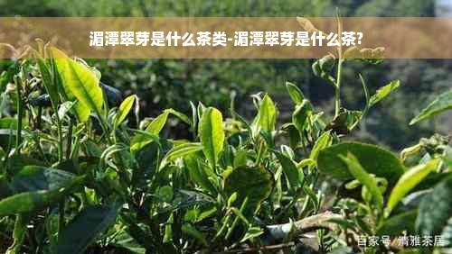 湄潭翠芽是什么茶类-湄潭翠芽是什么茶?