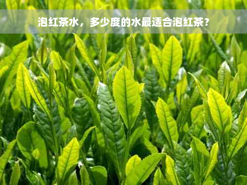 泡红茶水，多少度的水最适合泡红茶？