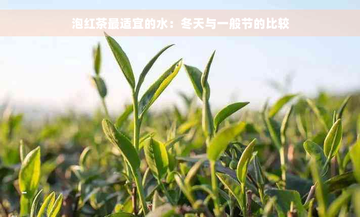 泡红茶最适宜的水：冬天与一般节的比较