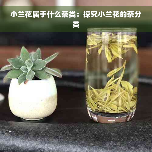 小兰花属于什么茶类：探究小兰花的茶分类