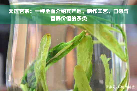 天莲茗茶：一种全面介绍其产地、制作工艺、口感与营养价值的茶类