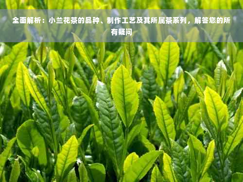 全面解析：小兰花茶的品种、制作工艺及其所属茶系列，解答您的所有疑问