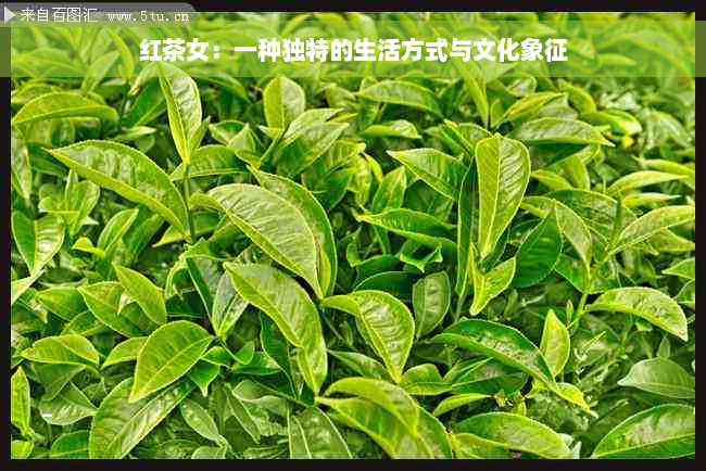 红茶女：一种独特的生活方式与文化象征