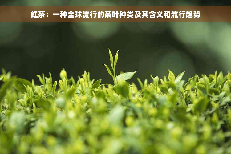 红茶：一种全球流行的茶叶种类及其含义和流行趋势