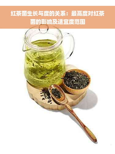 红茶菌生长与度的关系：更高度对红茶菌的影响及适宜度范围