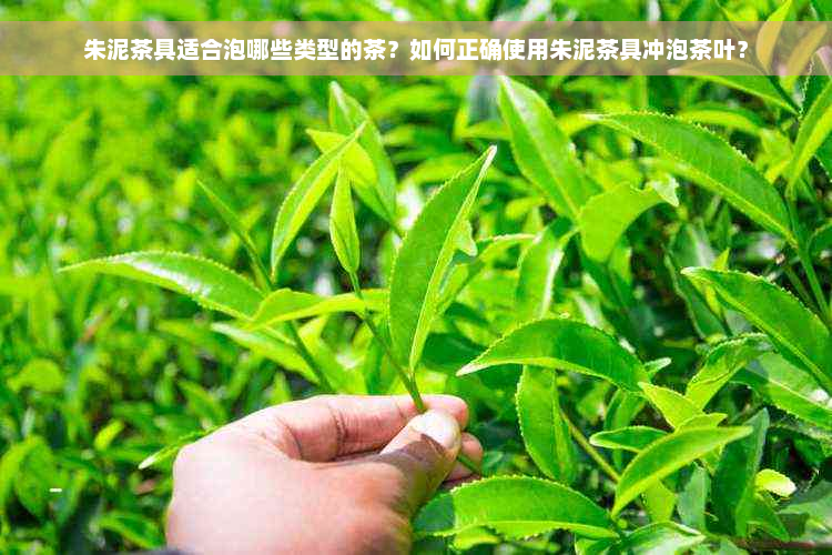 朱泥茶具适合泡哪些类型的茶？如何正确使用朱泥茶具冲泡茶叶？