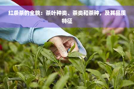 红条茶的全貌：茶叶种类、茶类和茶种，及其品质特征