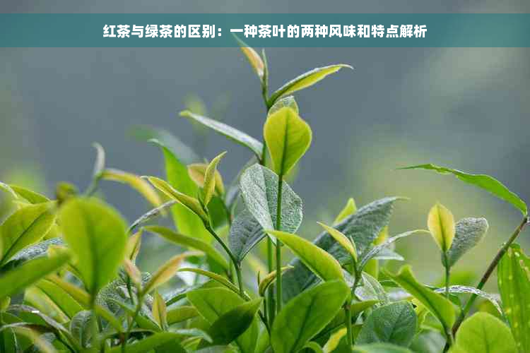 红茶与绿茶的区别：一种茶叶的两种风味和特点解析