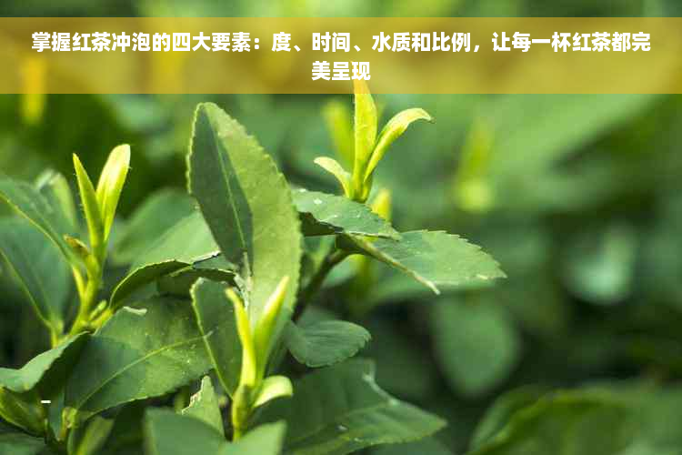 掌握红茶冲泡的四大要素：度、时间、水质和比例，让每一杯红茶都完美呈现