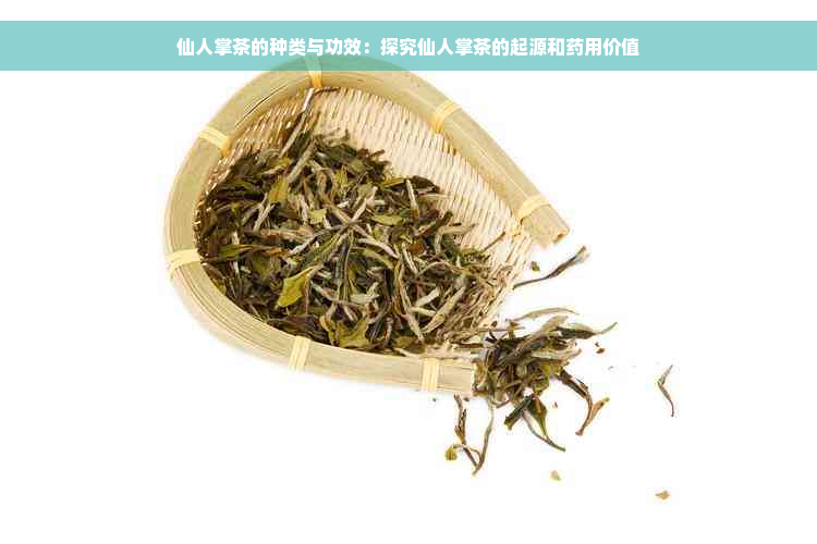 仙人掌茶的种类与功效：探究仙人掌茶的起源和药用价值