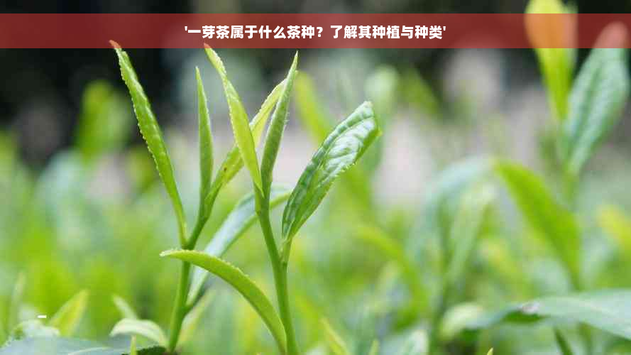 '一芽茶属于什么茶种？了解其种植与种类'