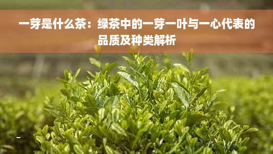 一芽是什么茶：绿茶中的一芽一叶与一心代表的品质及种类解析