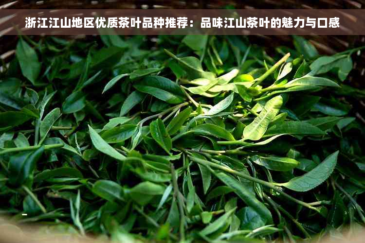 浙江江山地区优质茶叶品种推荐：品味江山茶叶的魅力与口感