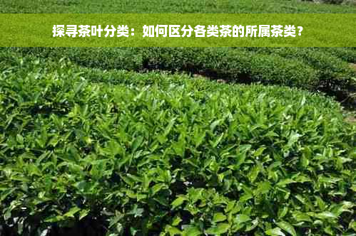 探寻茶叶分类：如何区分各类茶的所属茶类？