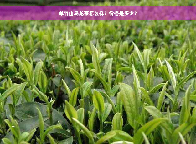 单竹山乌龙茶怎么样？价格是多少？