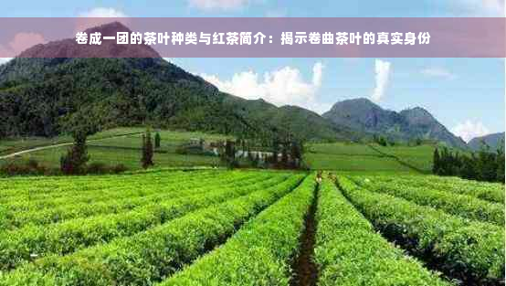 卷成一团的茶叶种类与红茶简介：揭示卷曲茶叶的真实身份