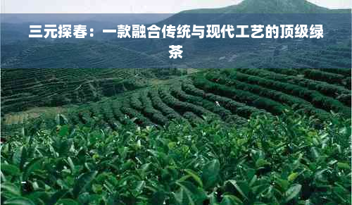 三元探春：一款融合传统与现代工艺的顶级绿茶