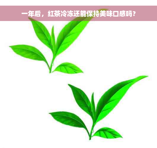 一年后，红茶冷冻还能保持美味口感吗？