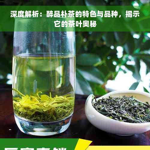 深度解析：醉品朴茶的特色与品种，揭示它的茶叶奥秘