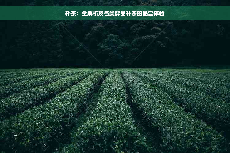 朴茶：全解析及各类醉品朴茶的品尝体验