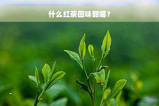 什么红茶回味甜喝？