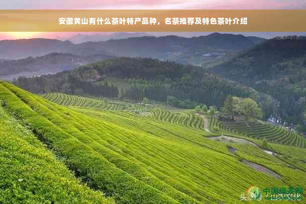 安徽黄山有什么茶叶特产品种，名茶推荐及特色茶叶介绍