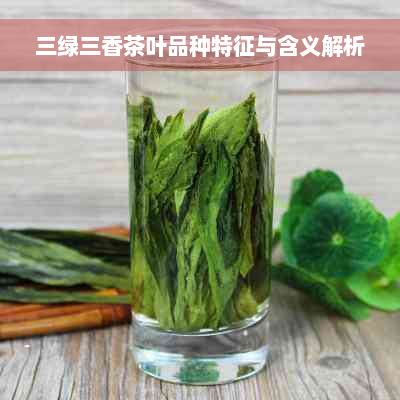 三绿三香茶叶品种特征与含义解析