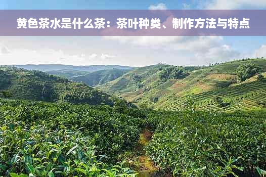 黄色茶水是什么茶：茶叶种类、制作方法与特点