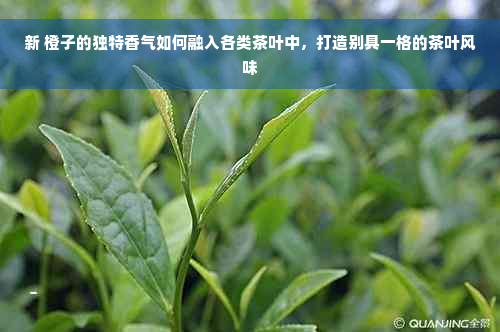 新 橙子的独特香气如何融入各类茶叶中，打造别具一格的茶叶风味