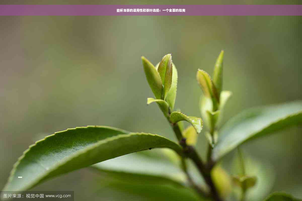 瓷杯泡茶的适用性和茶叶选择：一个全面的指南