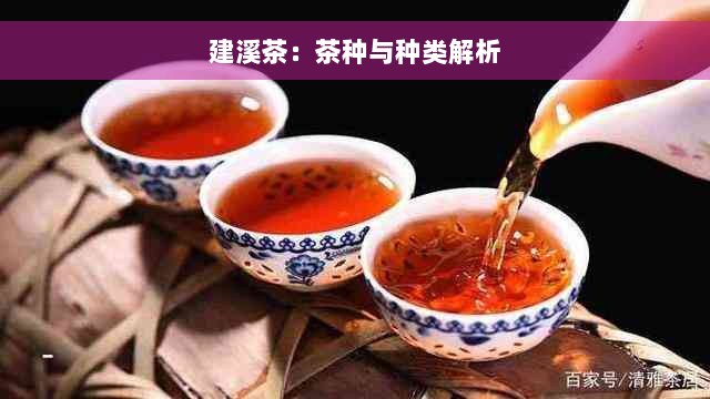 建溪茶：茶种与种类解析