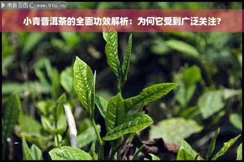 小青普洱茶的全面功效解析：为何它受到广泛关注？